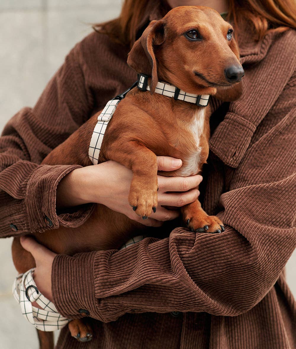 Collier Recyclé pour Chien CAFIDE Carreaux Beige