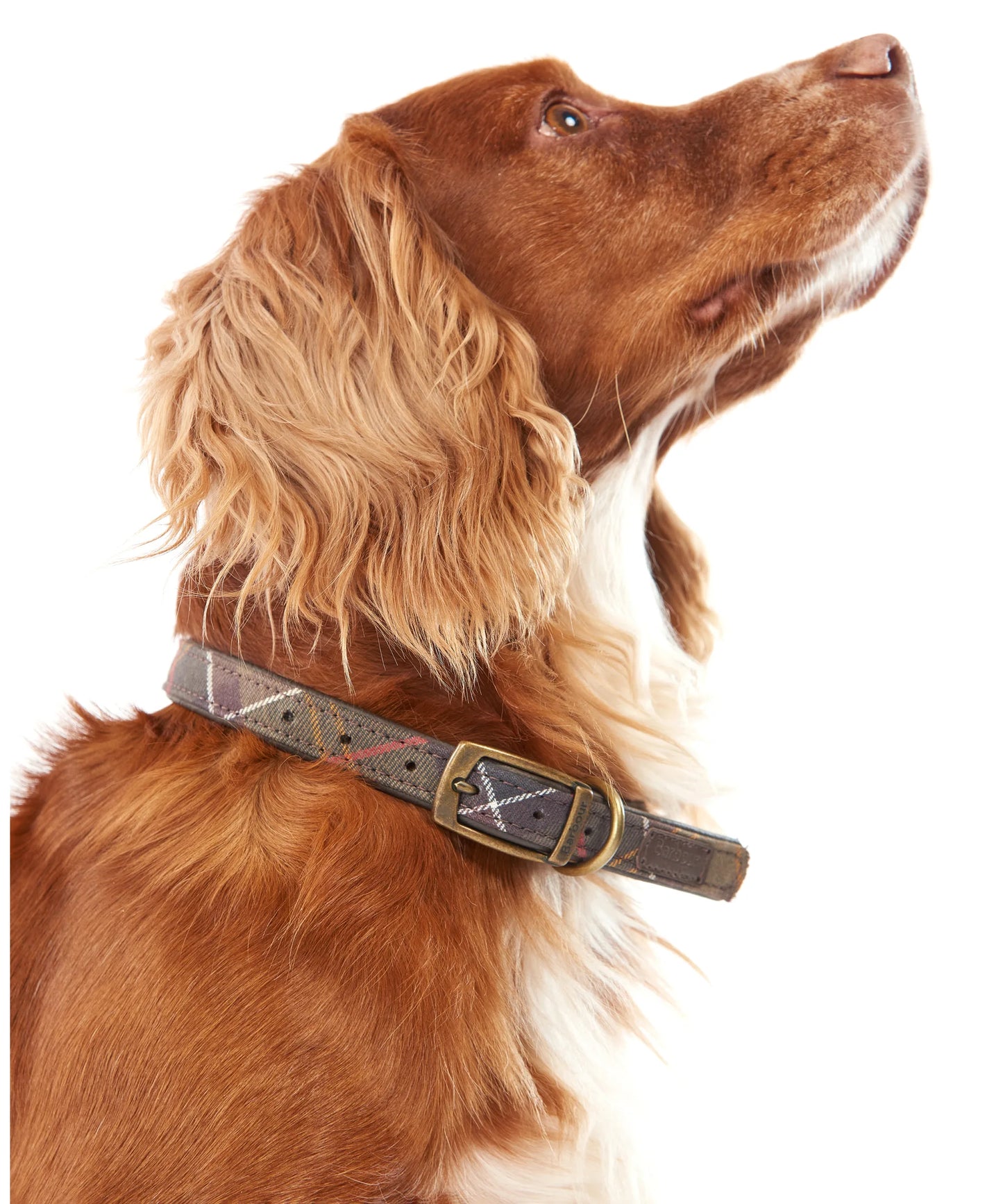 Collier tartan BARBOUR