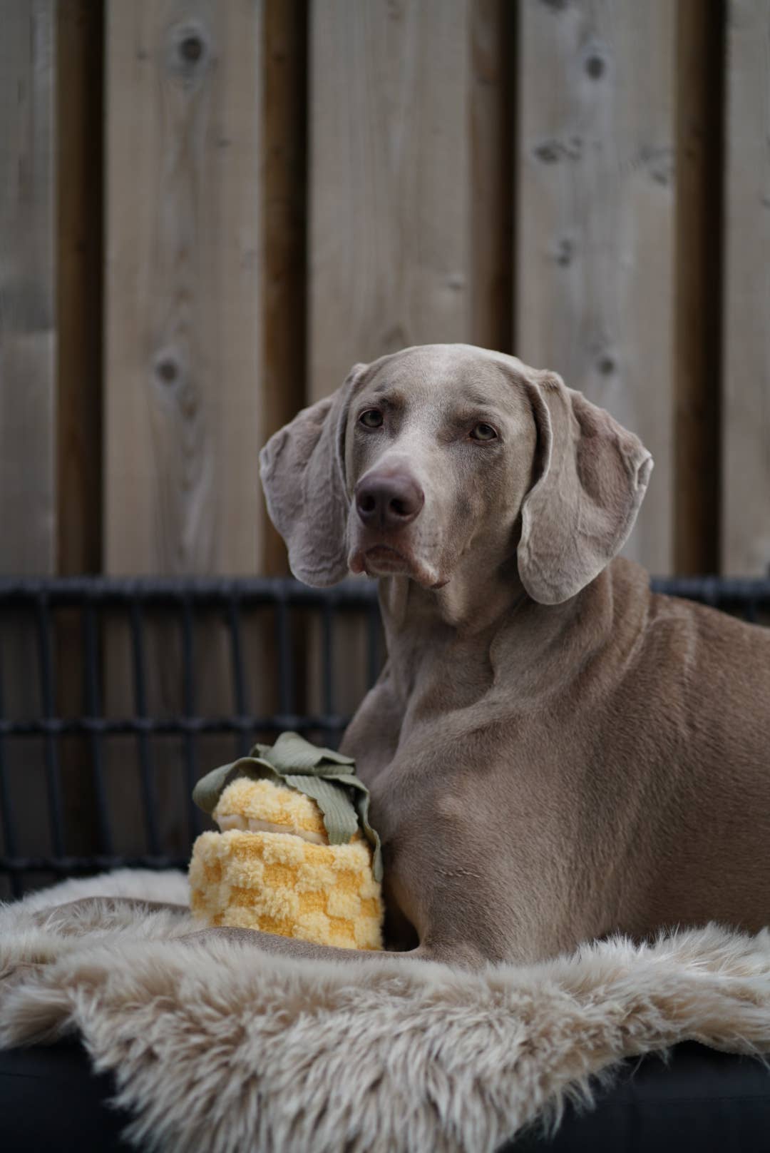 Ananas Magique 2 en 1