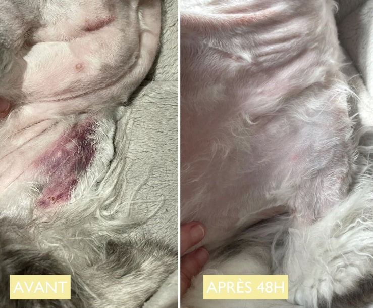 Baume Naturel Régénérant pour Chat Chaman