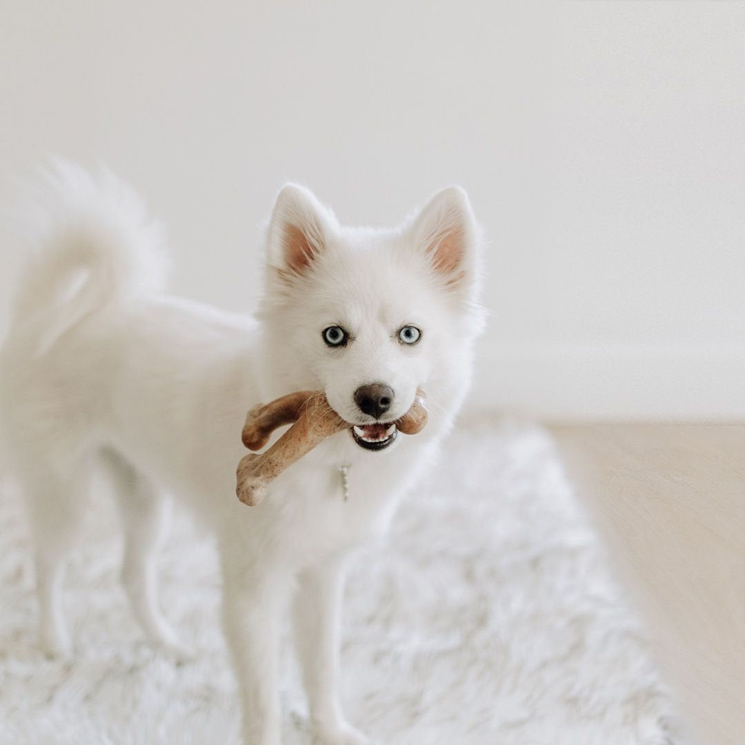 Wishbone Bacon