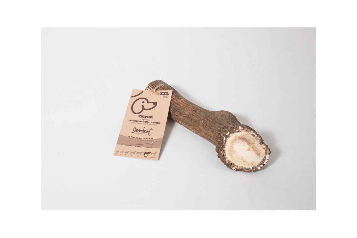 Bois de Cerf entier EKTOR