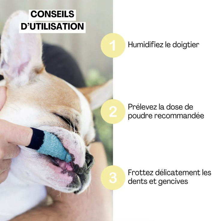 Brosse à Dents pour Chiens et Chats