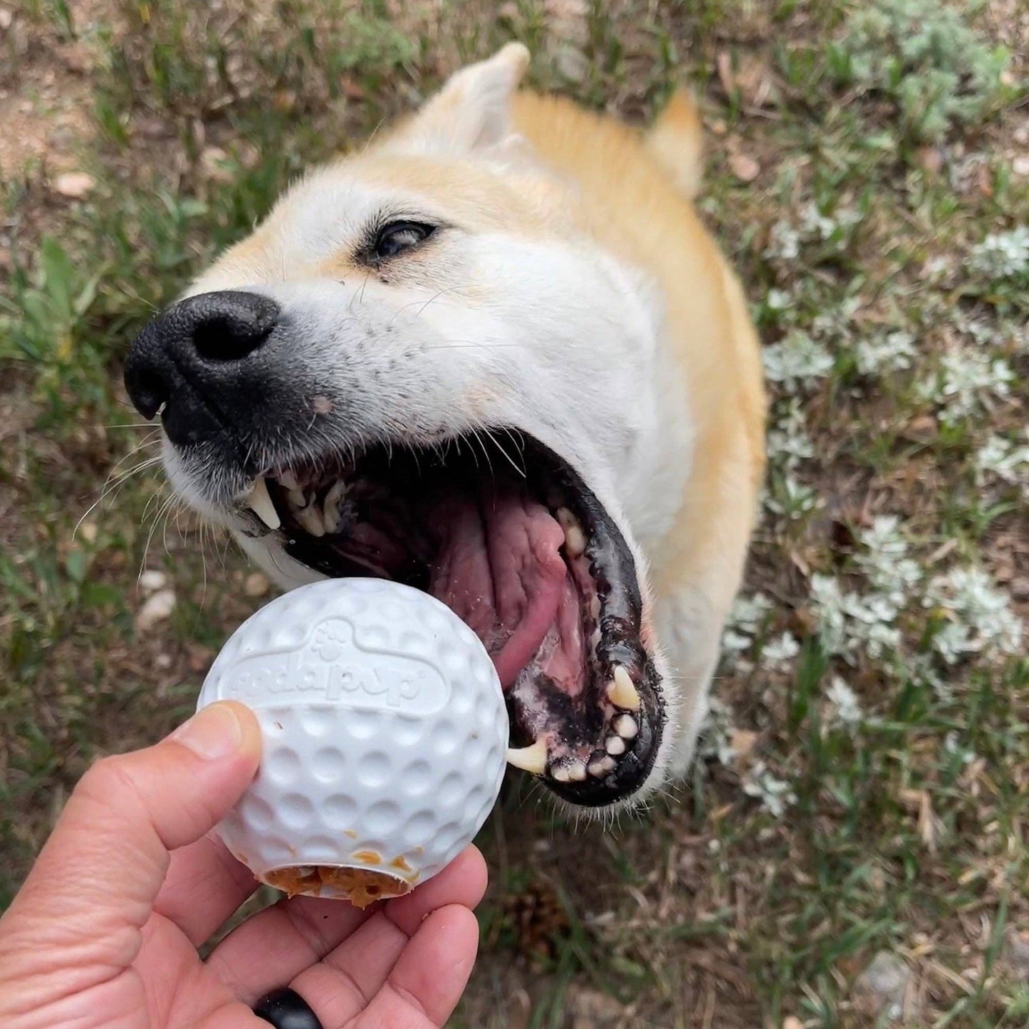 Distributeur de friandises Golf