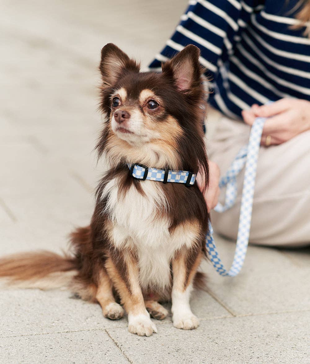Laisse Recyclée pour Chien