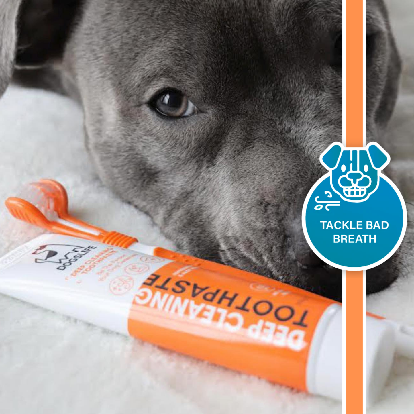 Dentifrice pour chiens