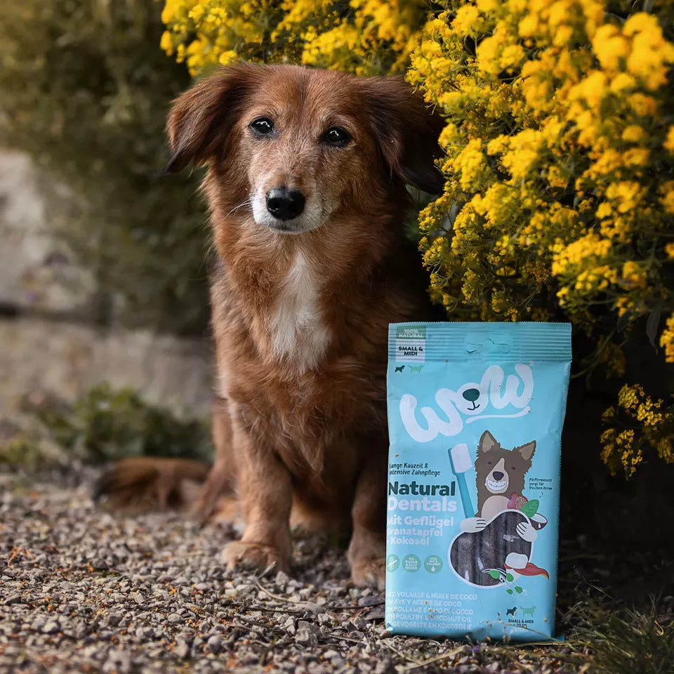 Sticks pour les dents