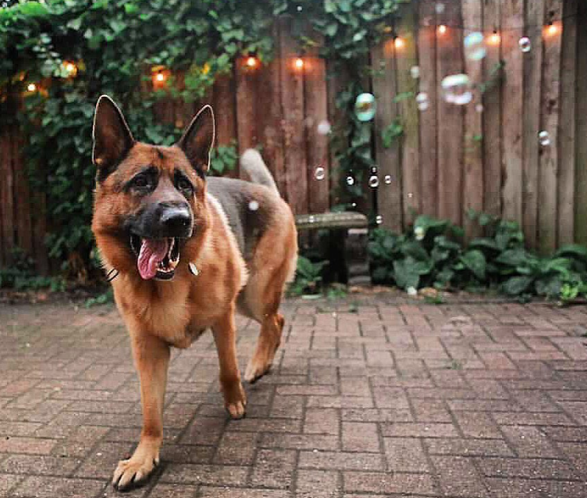 Bulles de poulet rôti