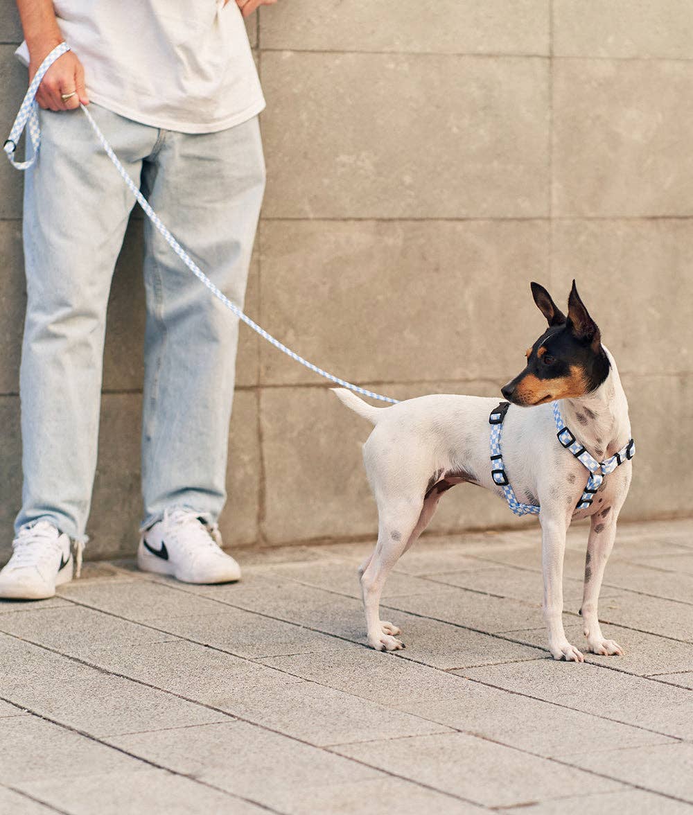 Laisse Recyclée pour Chien