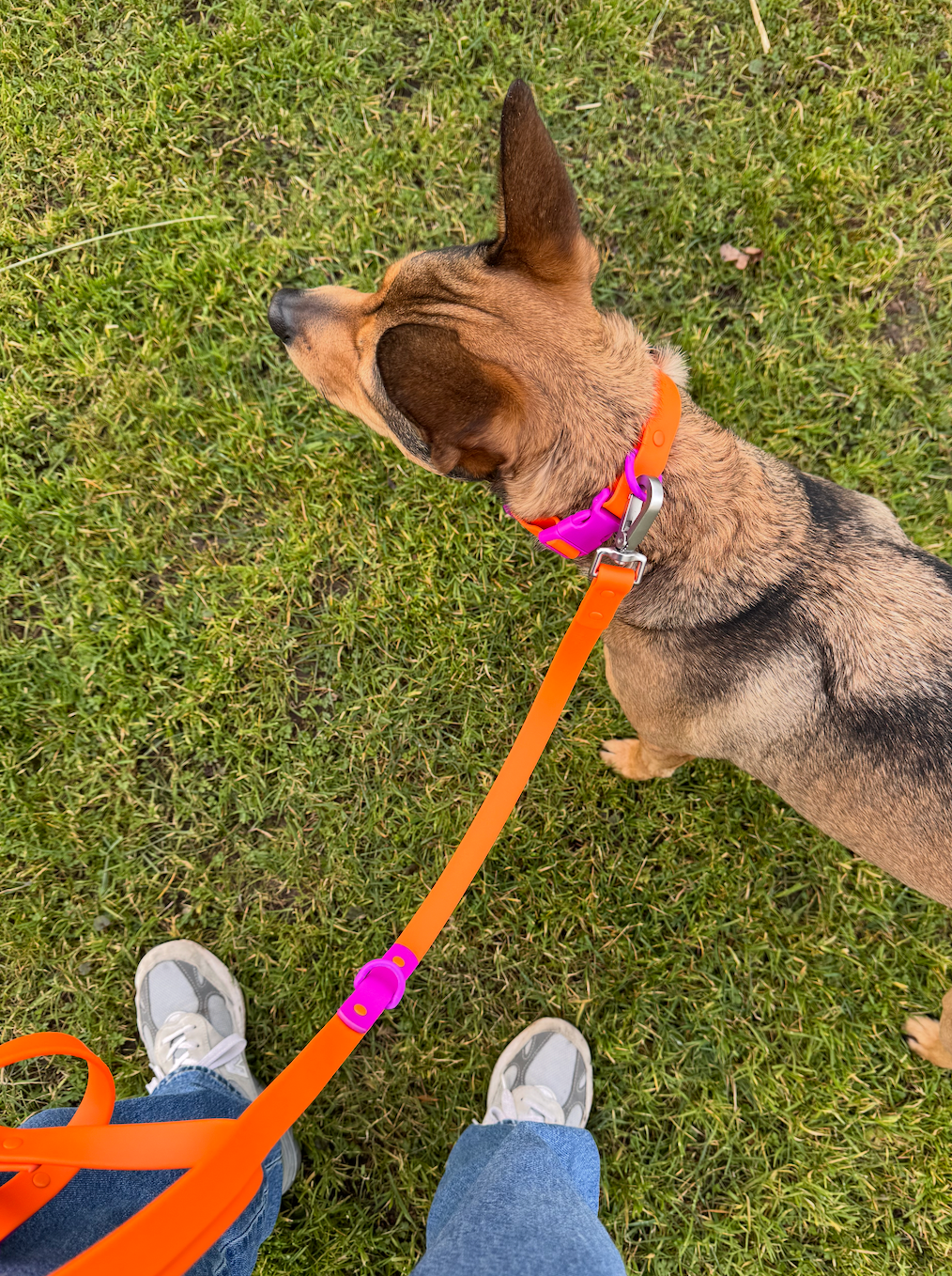 Laisse Multiposition pour Chien Imperméable