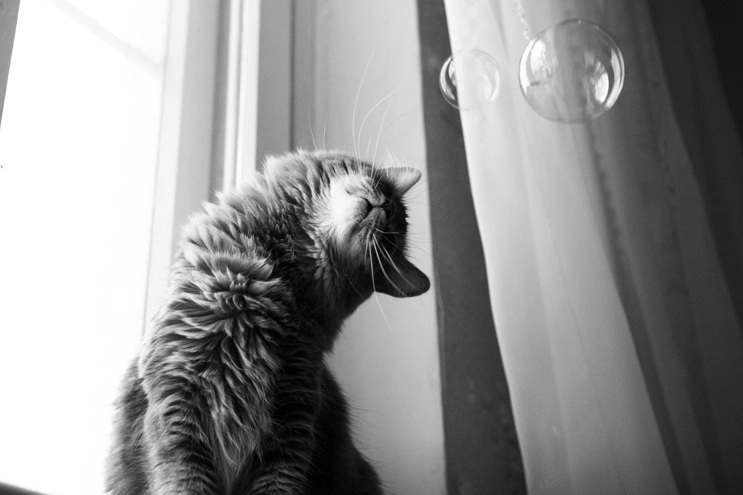 Bulles de bacon fumées