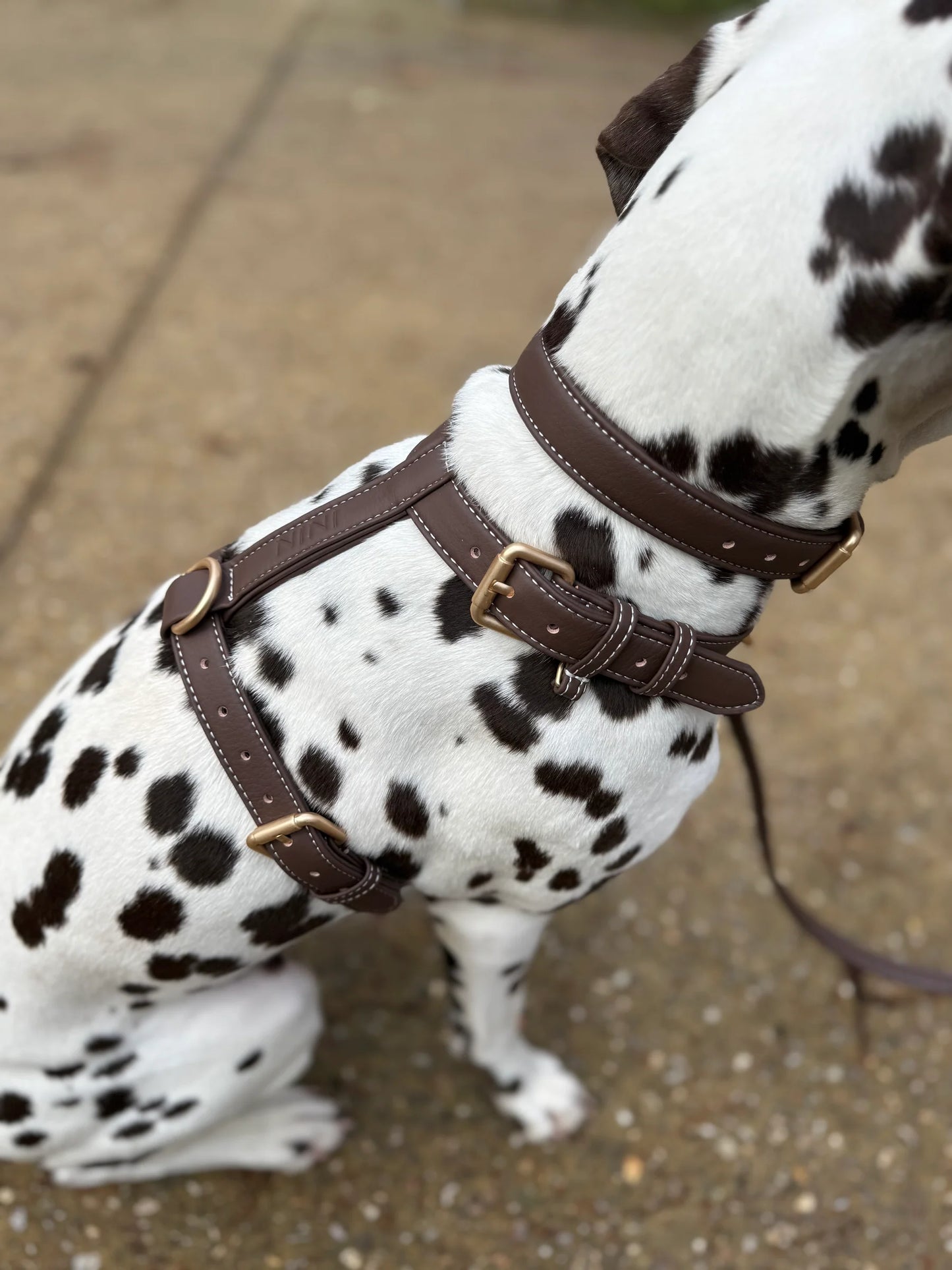Harnais pour Chien - Cuir Végétal