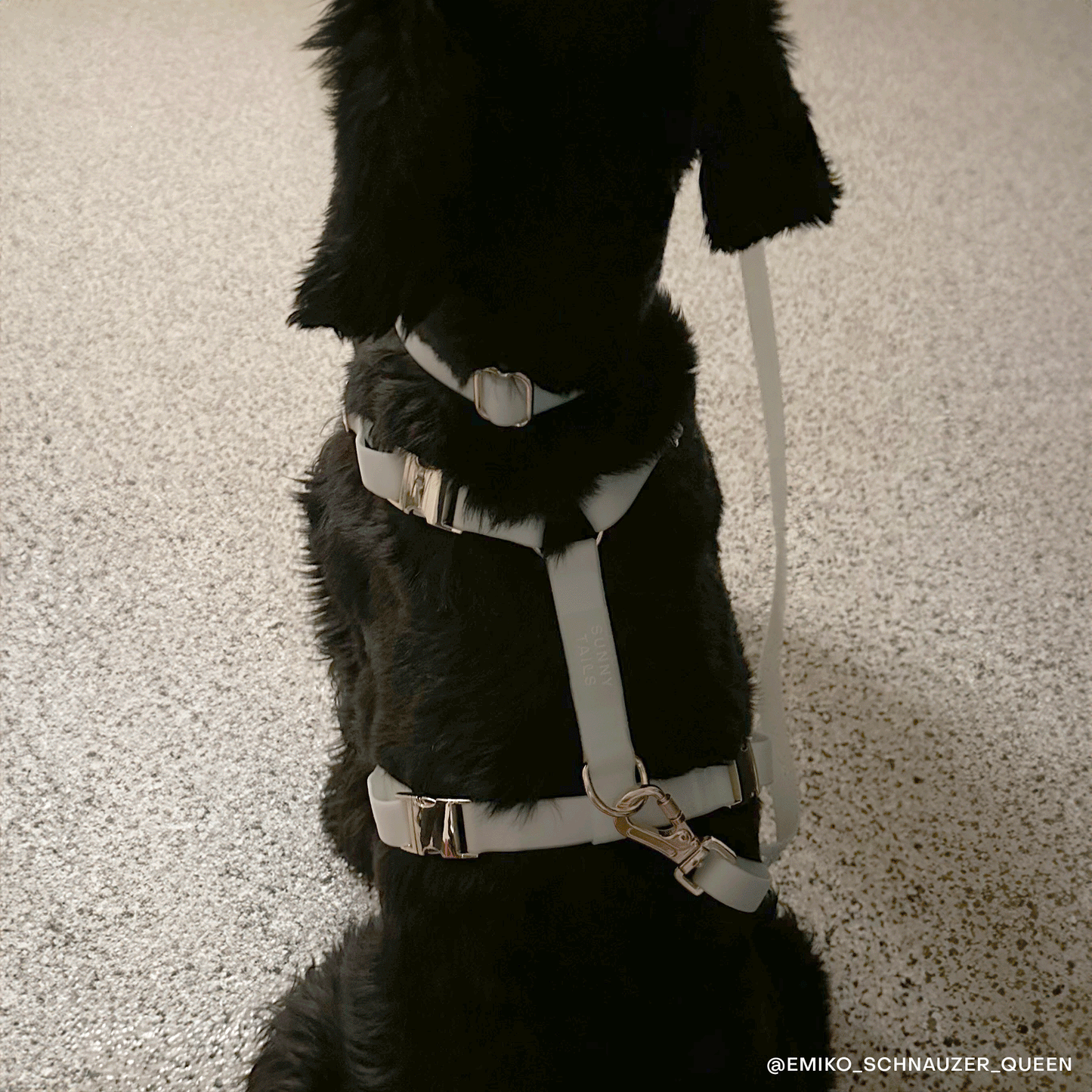 Harnais waterproof pour chien