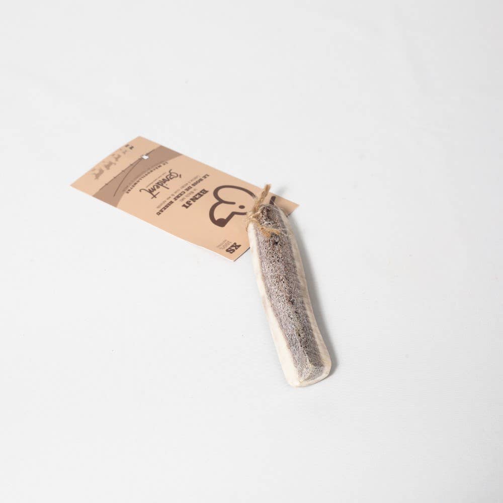 Bois de Cerf Biseau BENJI