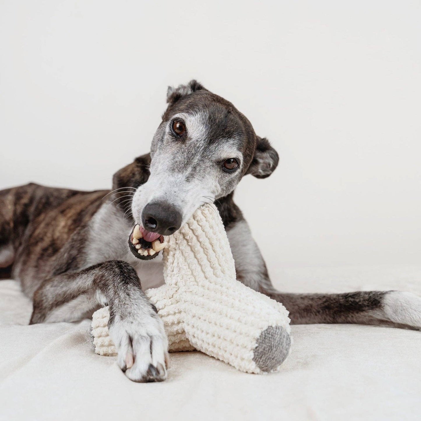 JOUET POUR CHIEN BREUER//ENRICHMENT