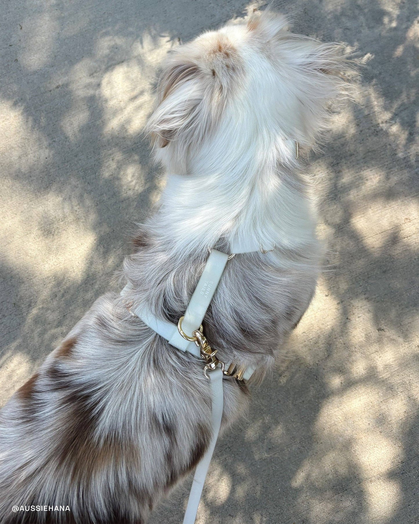 Harnais waterproof pour chien