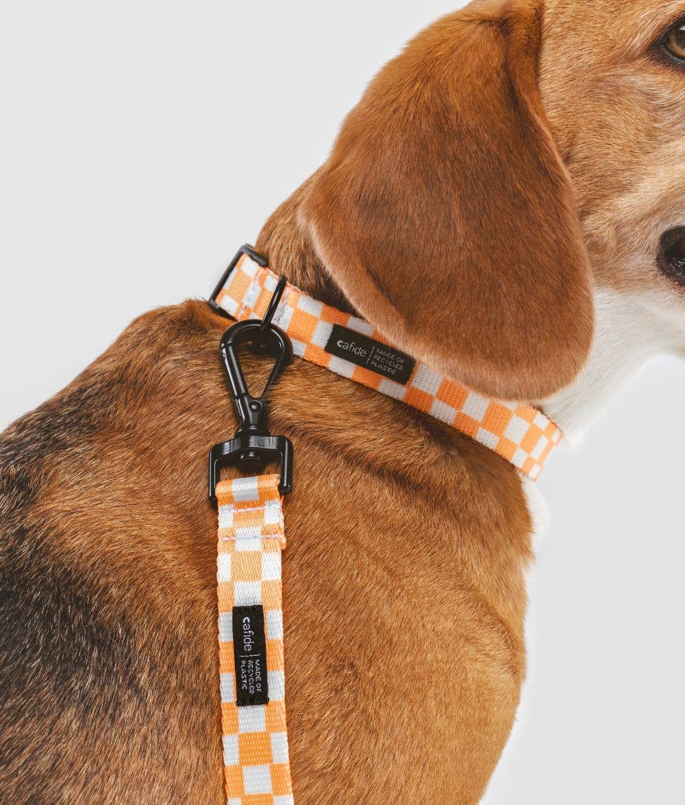 Laisse Recyclée pour Chien