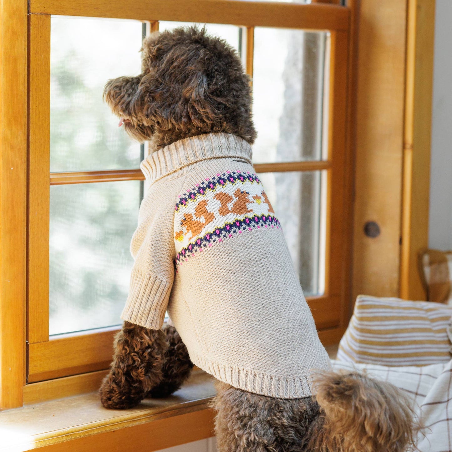 Pull tricoté pour chien avec motif écureuil
