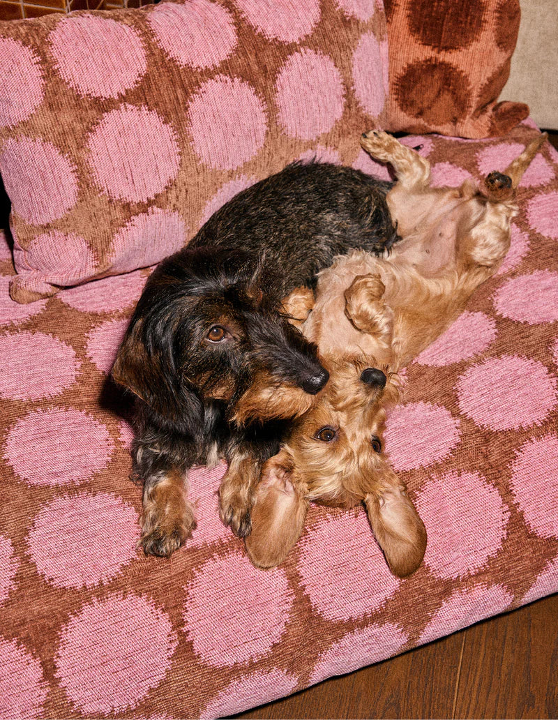 Panier à pois pour chien