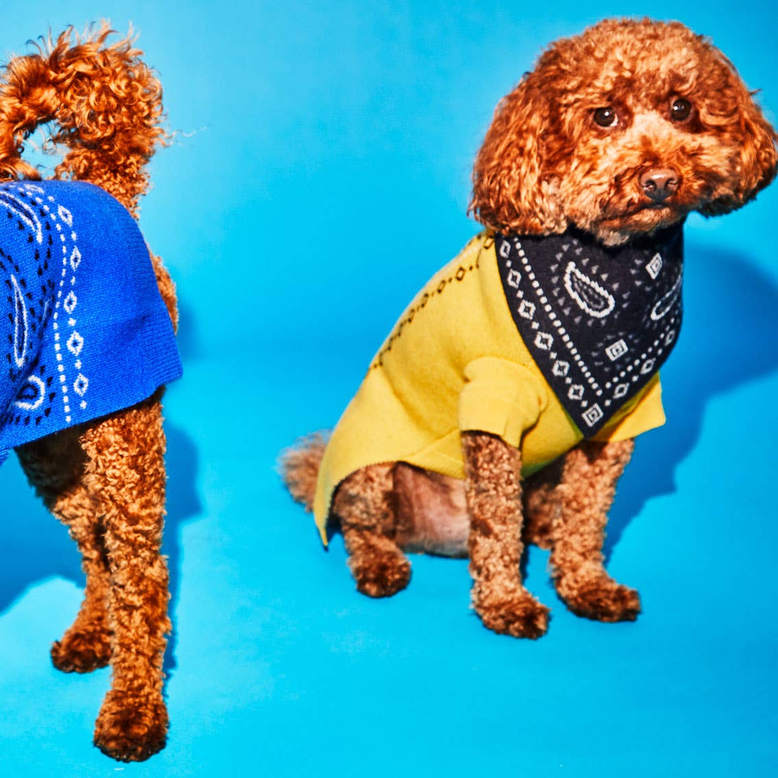 Pull à imprimé bandana