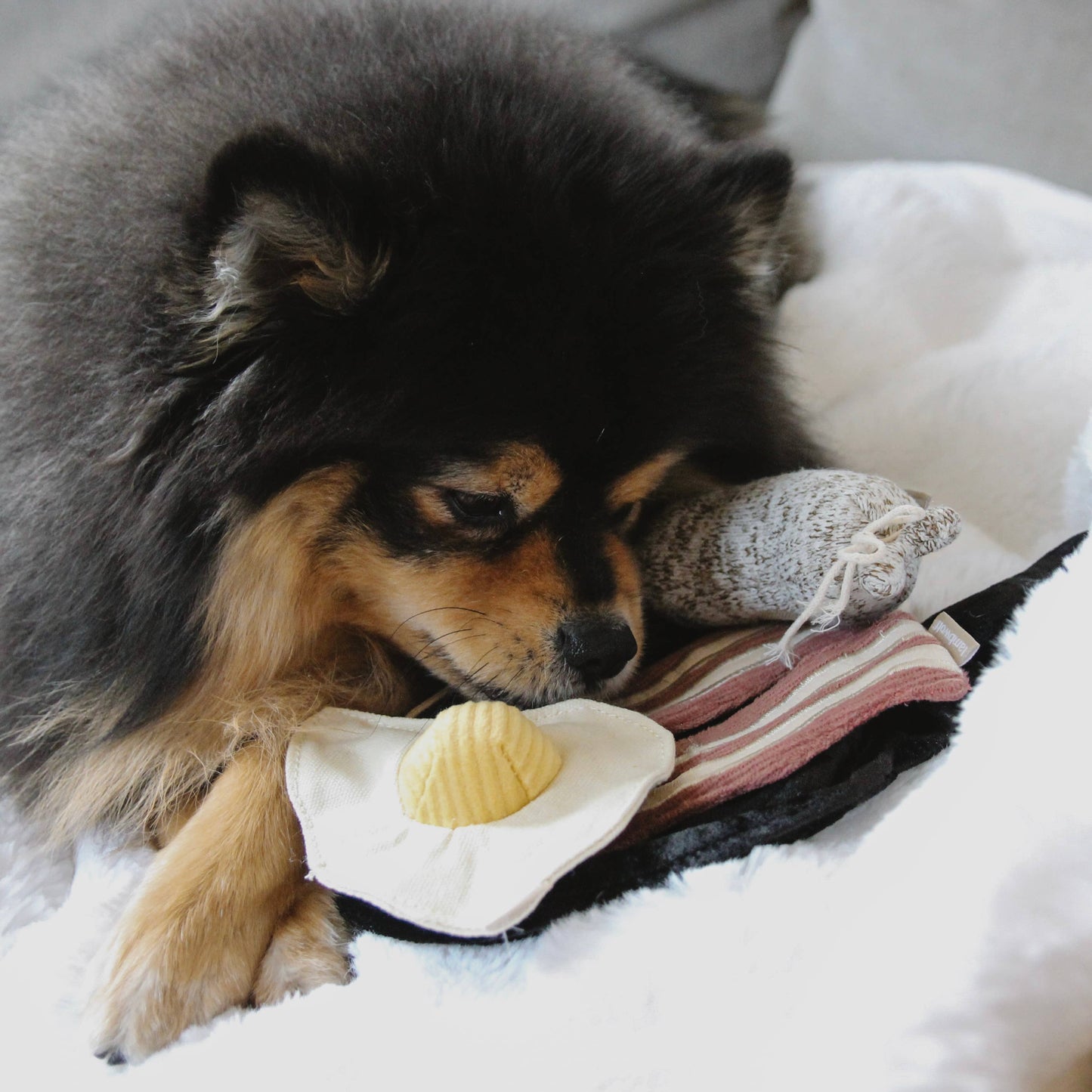 Bfast Set //JOUET D'ENRICHISSEMENT POUR CHIEN