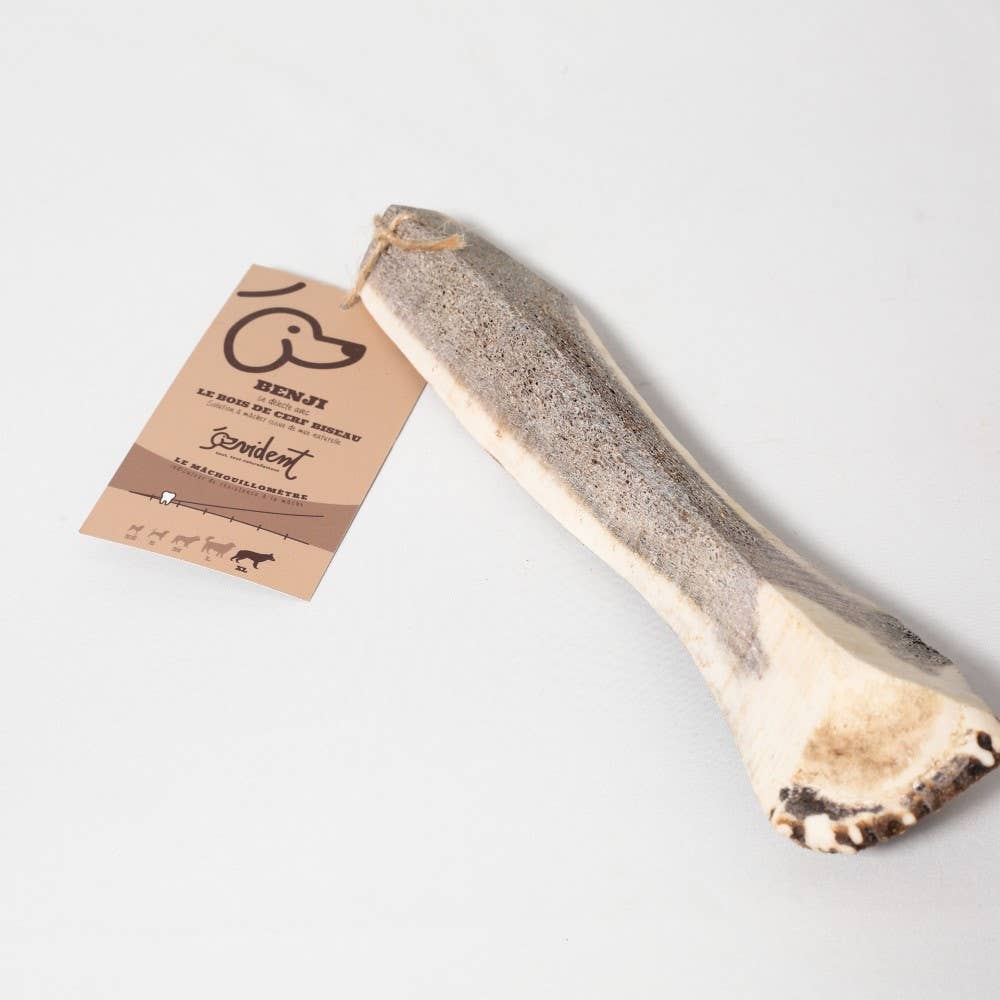 Bois de Cerf Biseau BENJI