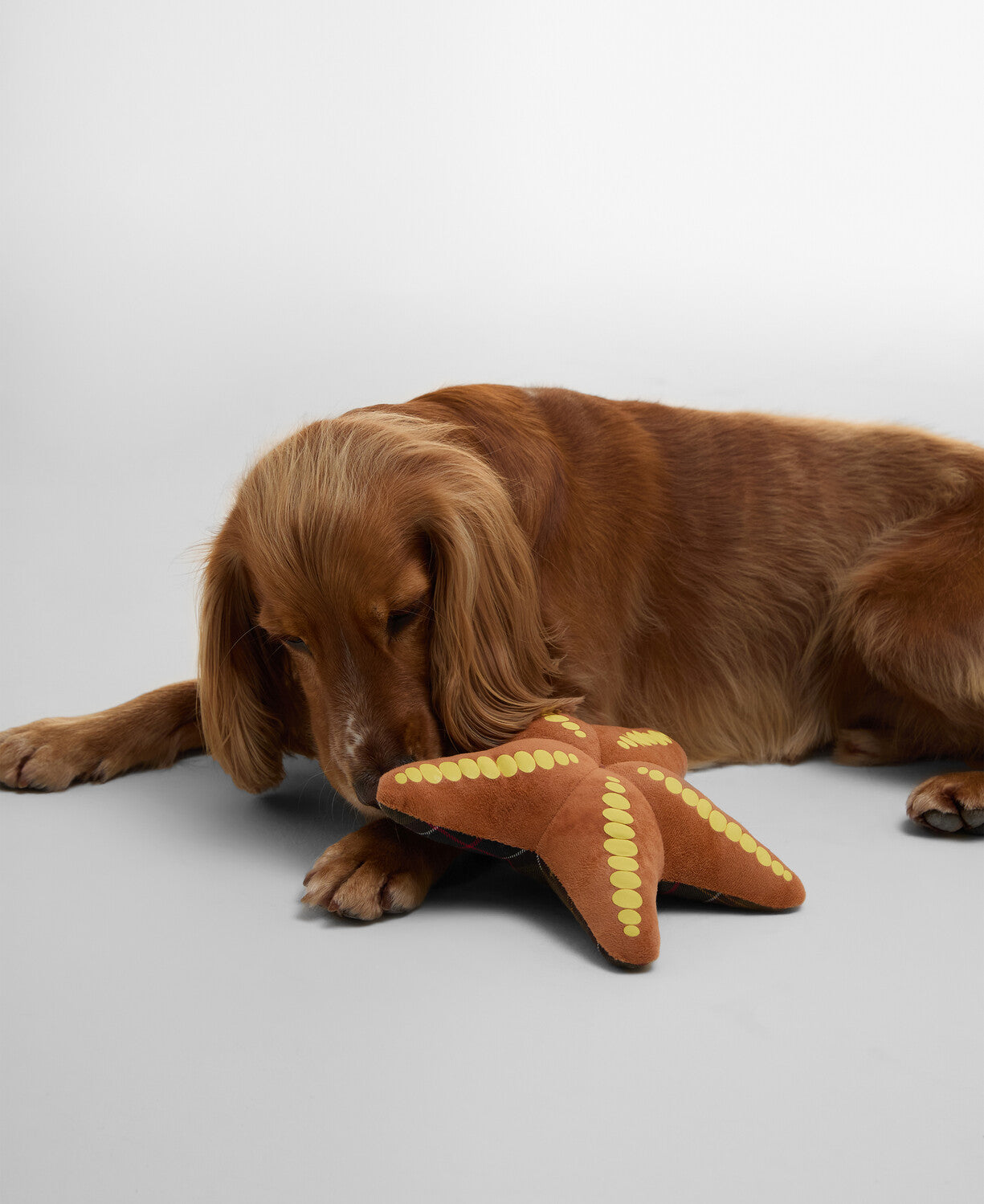 Peluche étoile de mer BARBOUR
