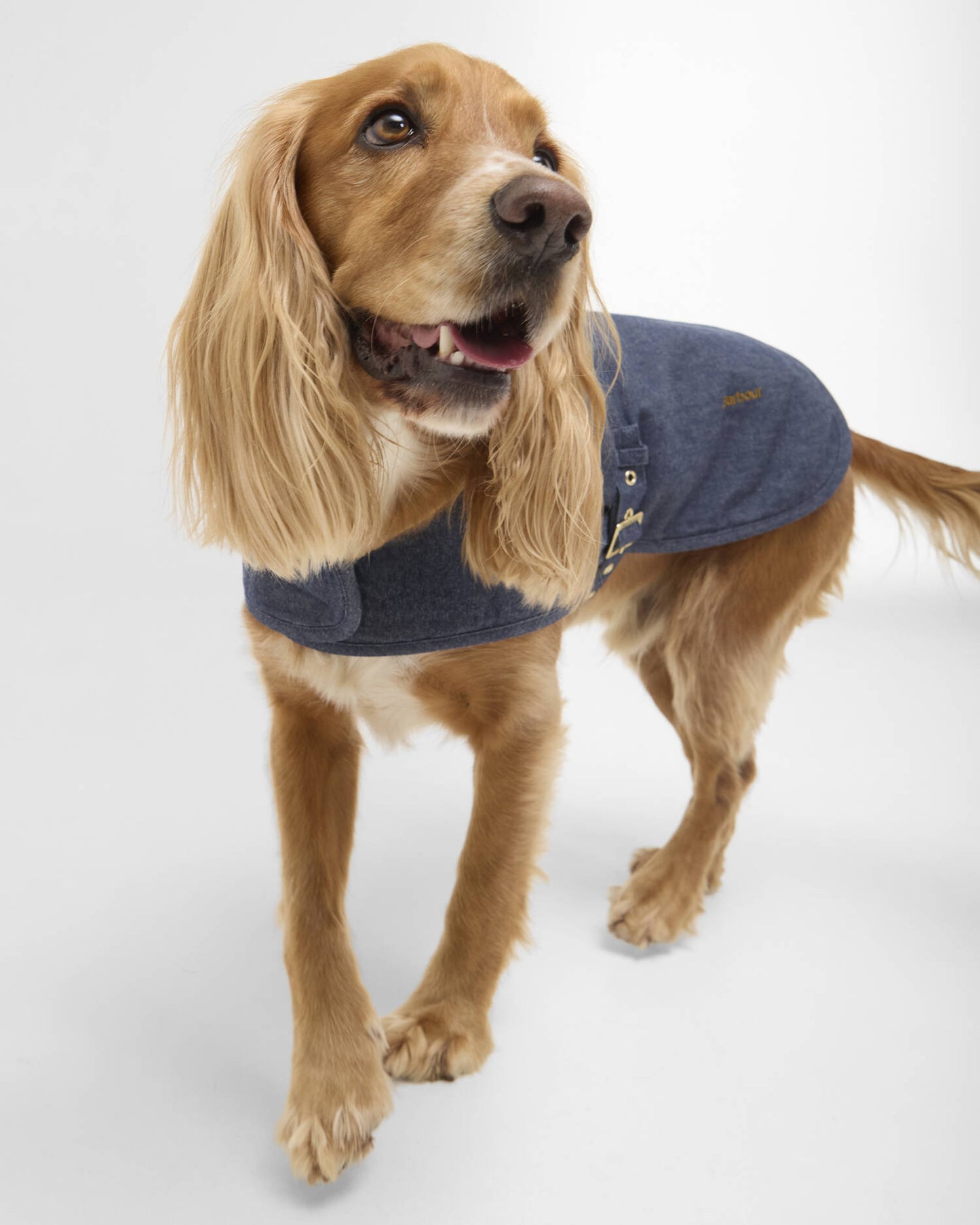 Denim Dry wax Dog Coat BARBOUR