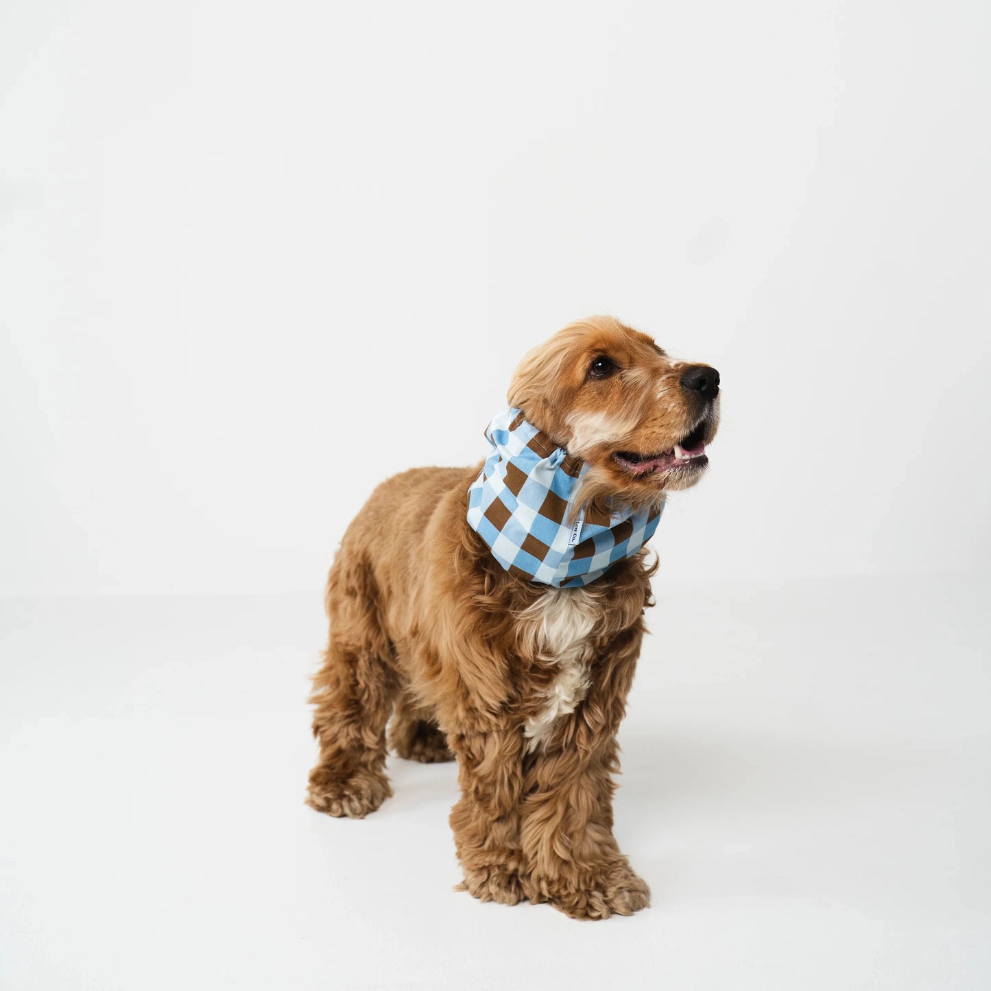 Snood en coton