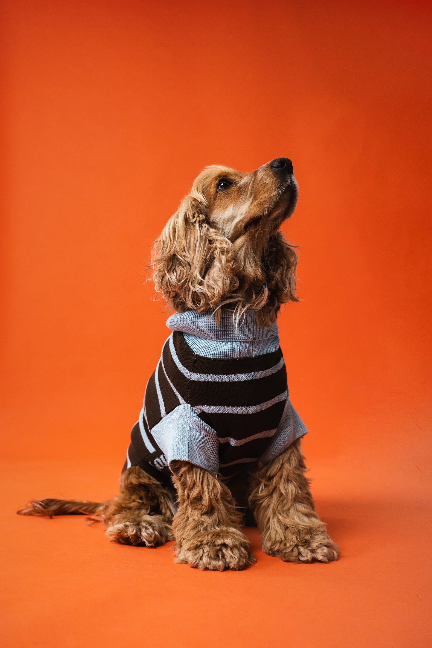 Pull pour chien marron rayé bleu