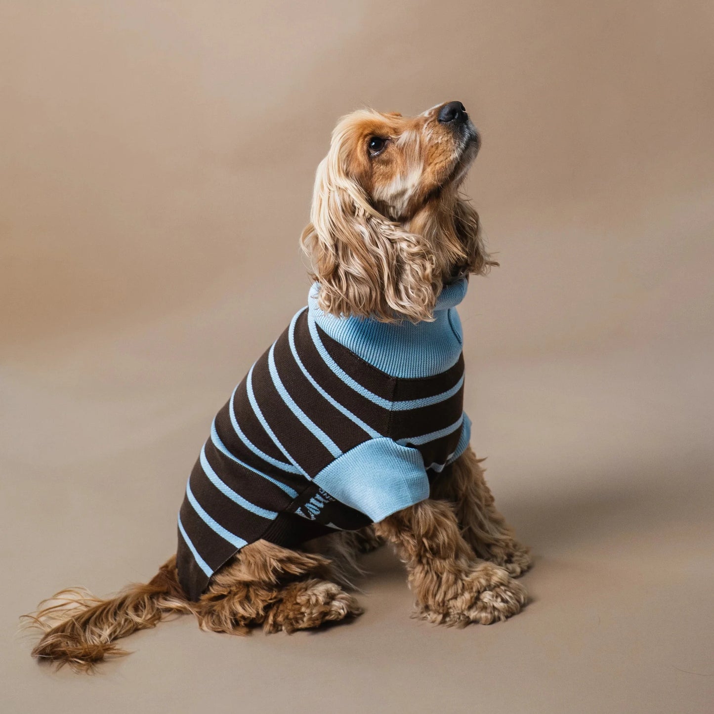 Pull pour chien marron rayé bleu