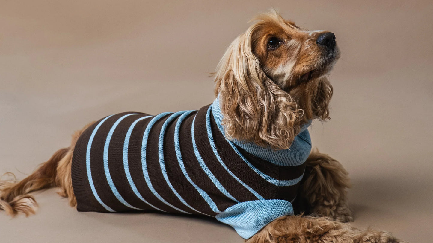 Pull pour chien marron rayé bleu