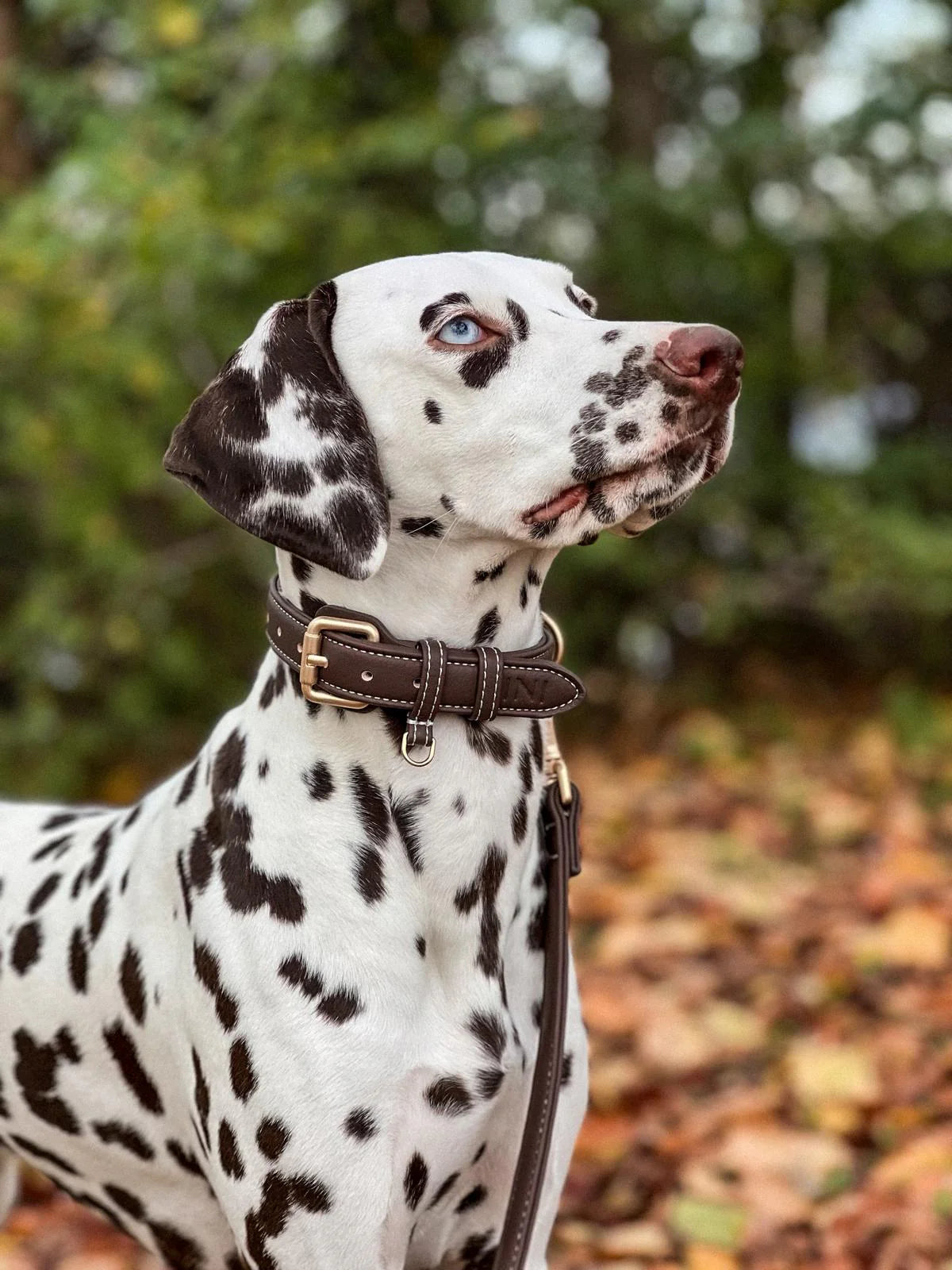 Collier pour Chiens - Cuir Végétal