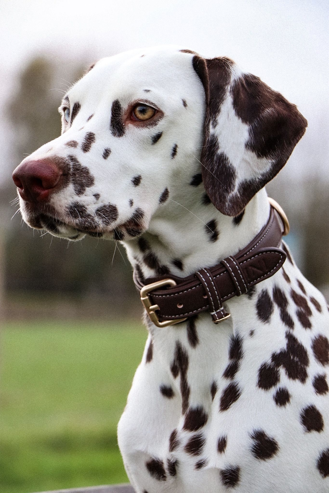 Collier pour Chiens - Cuir Végétal