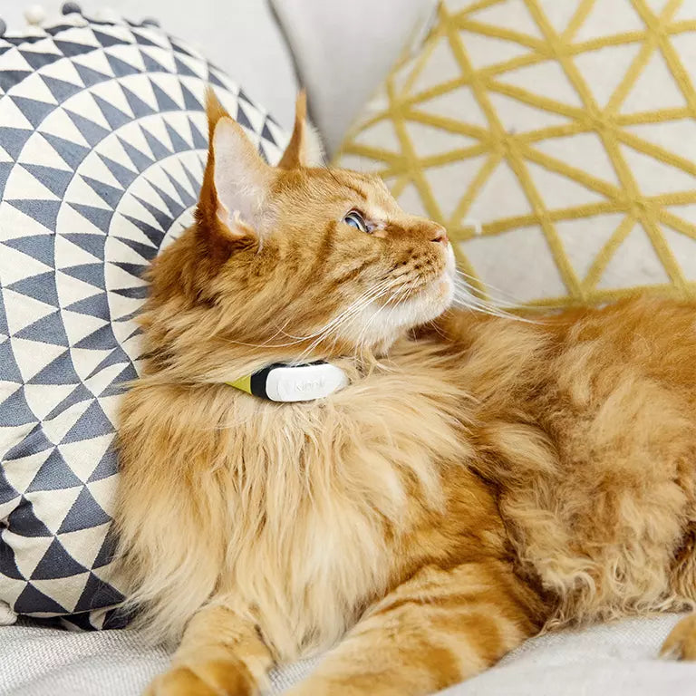 GPS Chat KippyCat