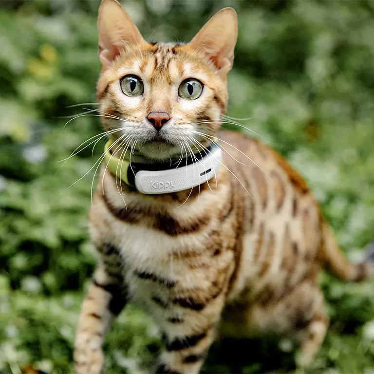 GPS Chat KippyCat