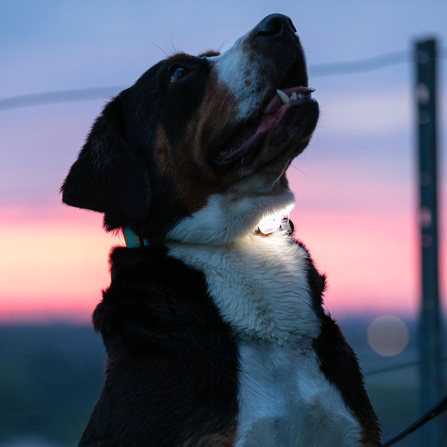 Lumière haute visibilité pour chien - Max & Molly Matrix 2.0
