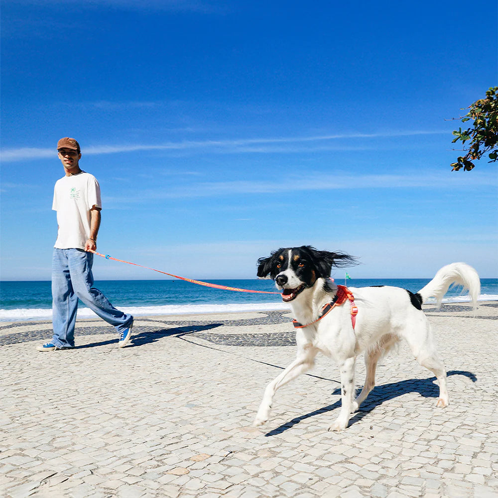 Long Leash ZEE DOG Laisse Longue Ajustable