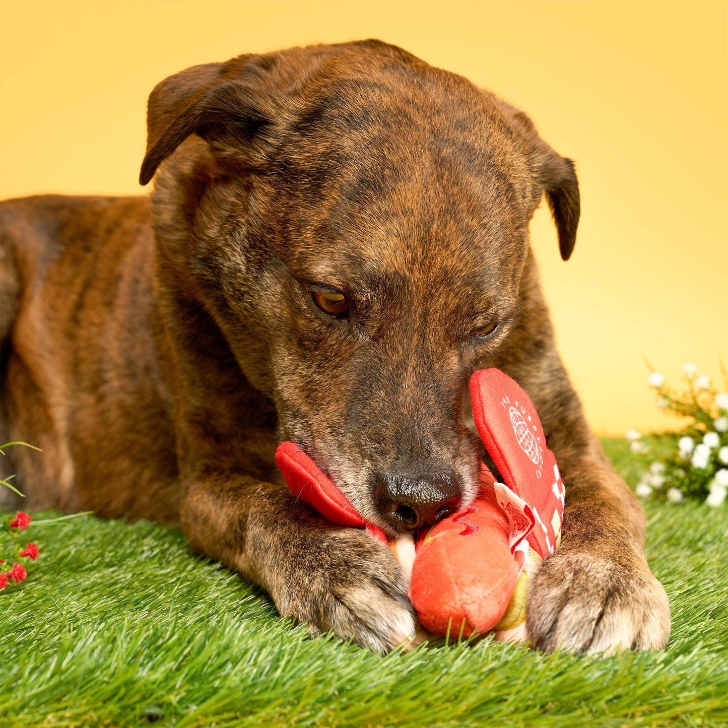 Jouet de fouille Hot Doggie
