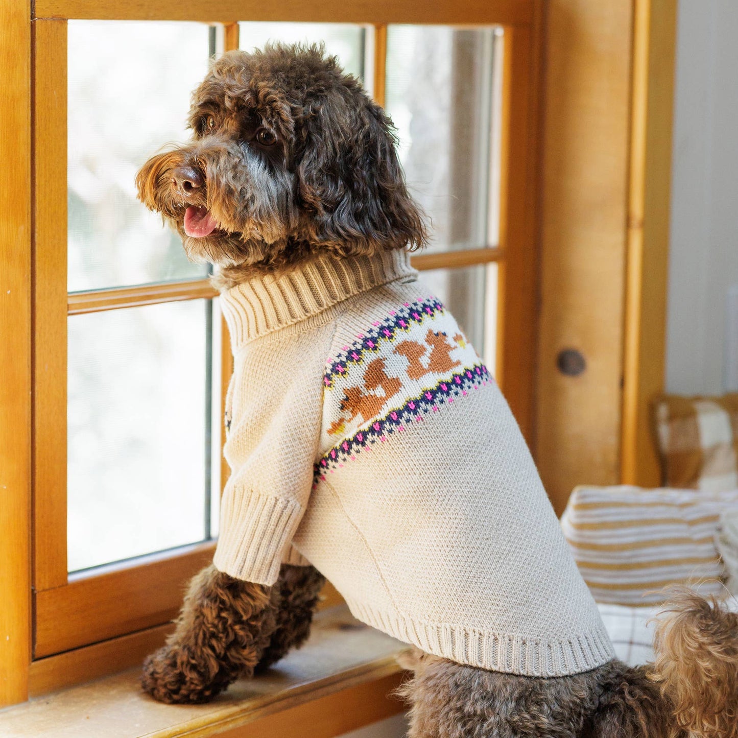Pull tricoté pour chien avec motif écureuil
