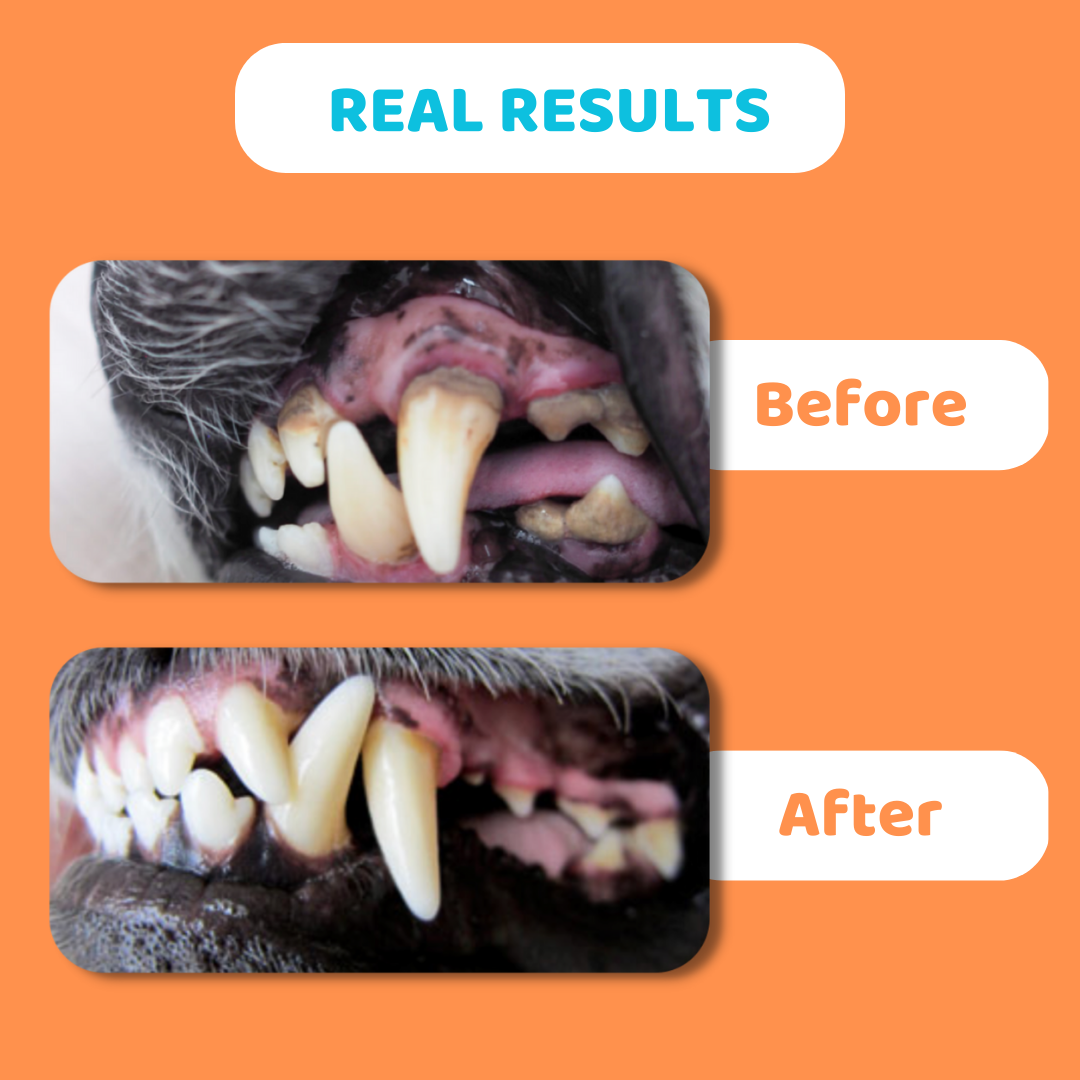 Dentifrice pour chiens
