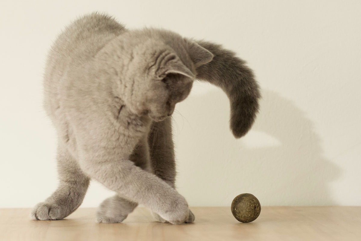 Œuf Herbe à Chat OEGGY