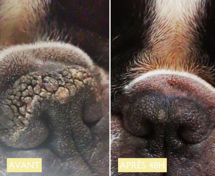 Baume truffe chien : Belle truffe