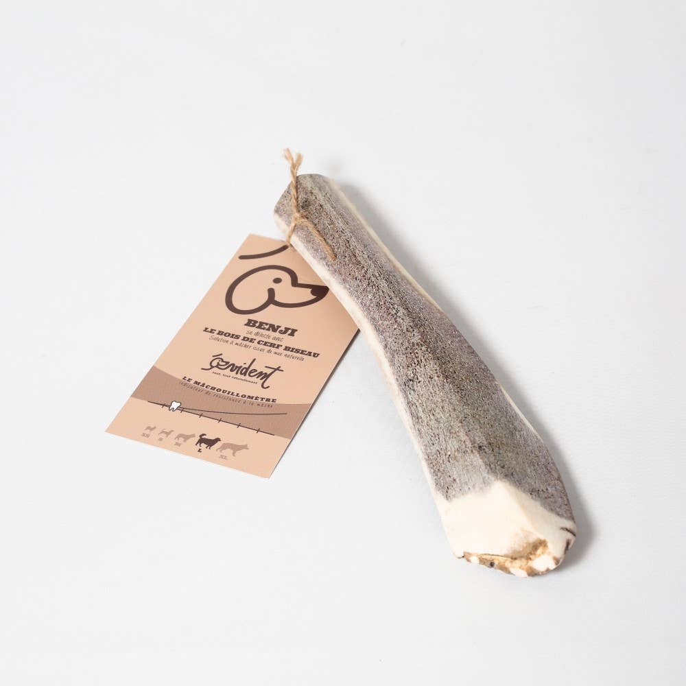 Bois de Cerf Biseau BENJI