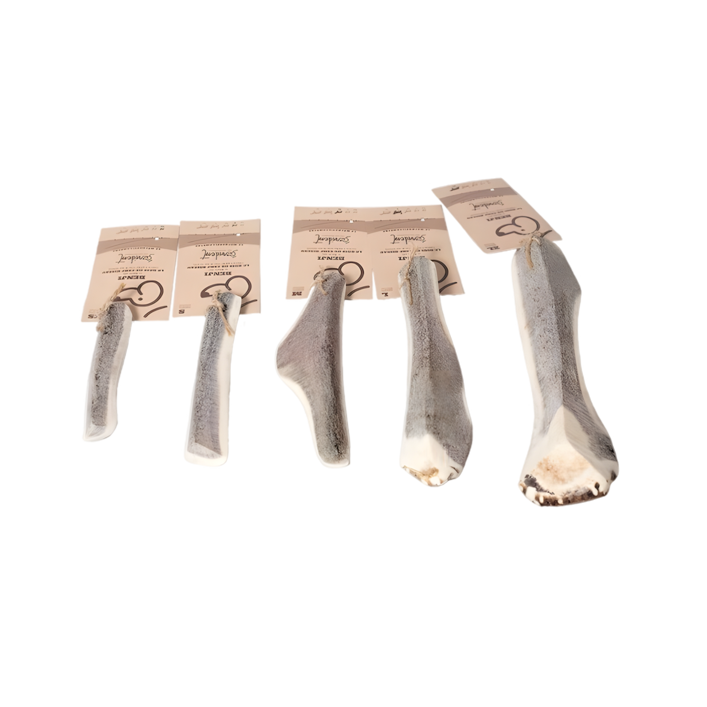 Bois de Cerf Biseau BENJI