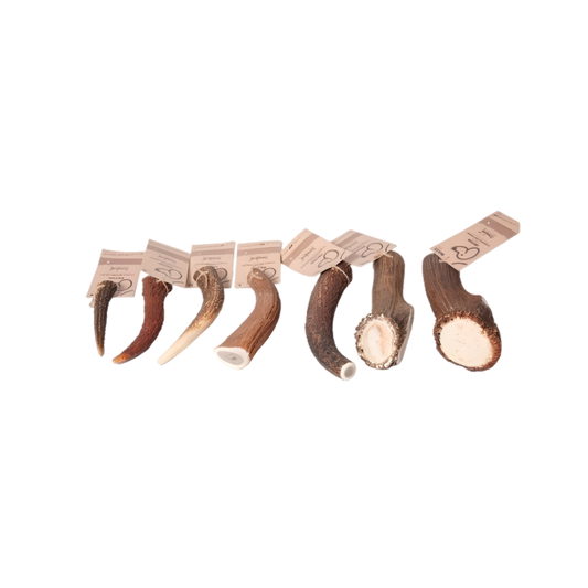 Bois de Cerf entier EKTOR