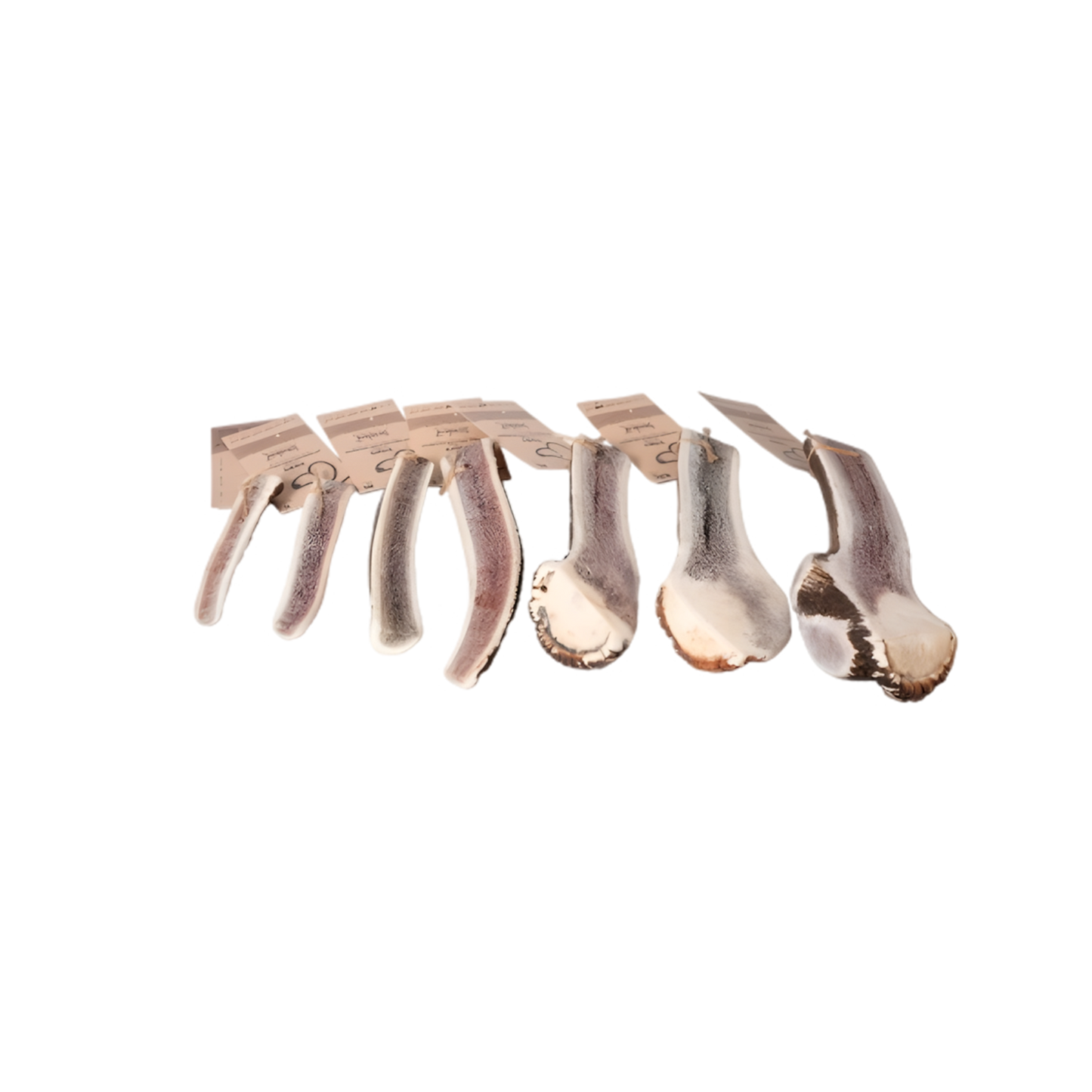 Bois de Cerf Tranché TOBY