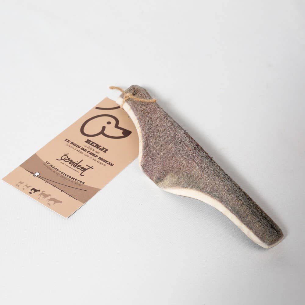 Bois de Cerf Biseau BENJI