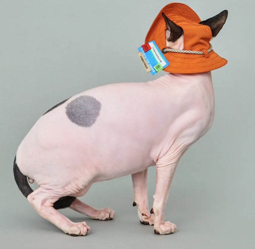 Bob - Chapeau pour Chiens et Chats