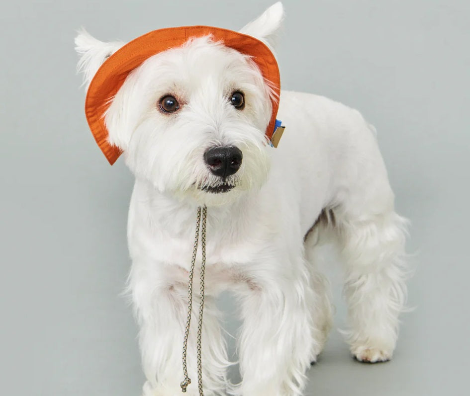 Bob - Chapeau pour Chiens et Chats